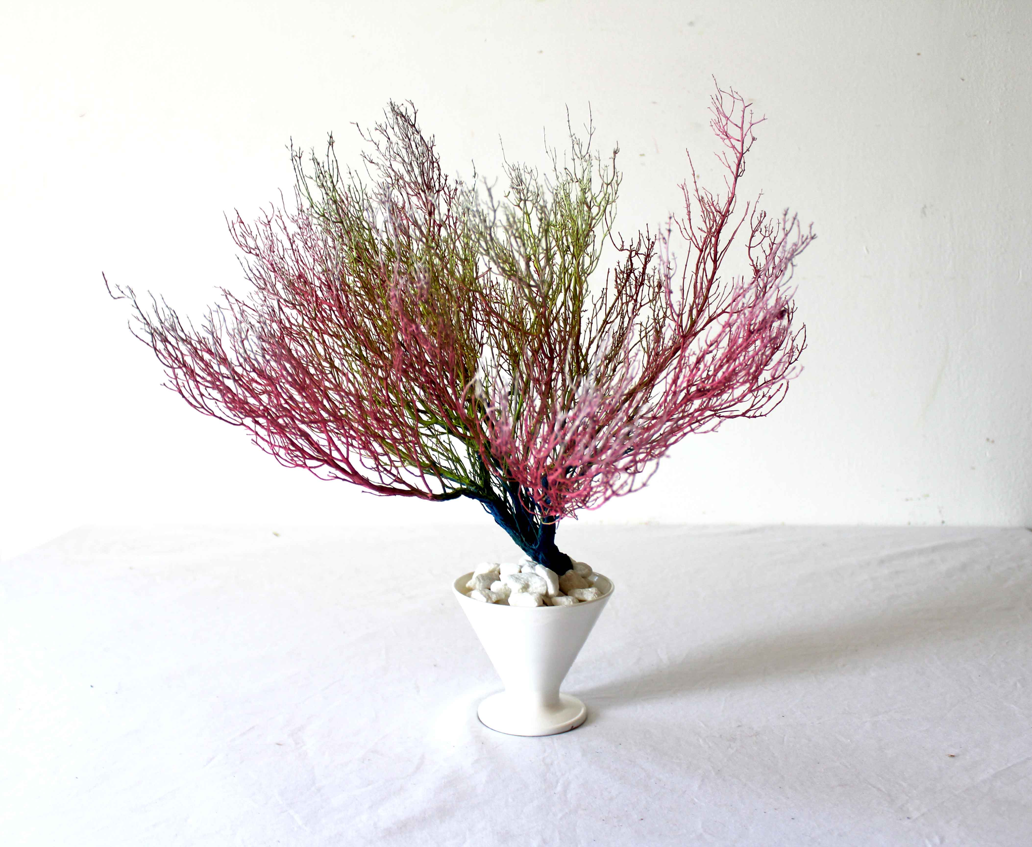 la-bebida-del-arbol-frontal